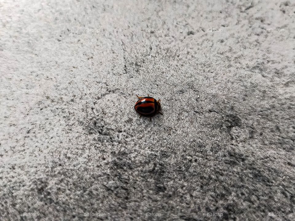 Brown lady bug on rough textured floor.