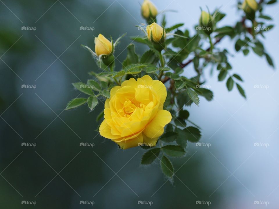 Yellow flowers 