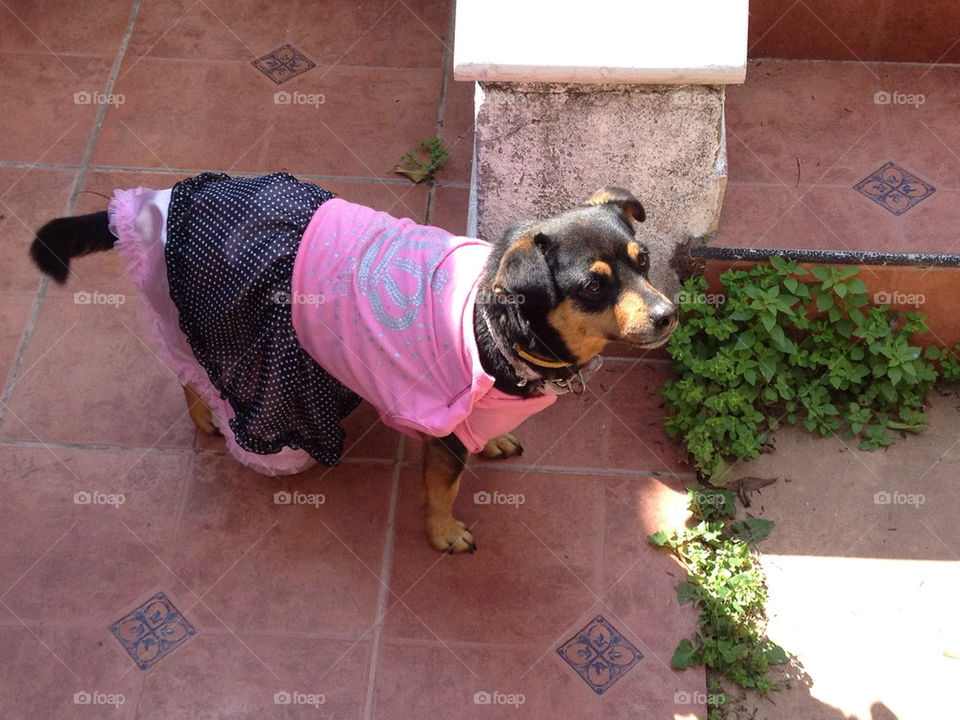 pink dress dog pincher by yossiergas