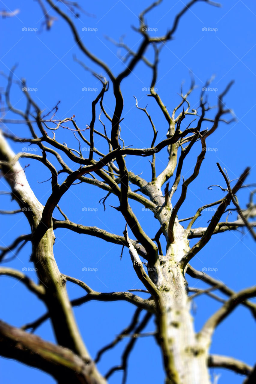 sky blue tree dead by perfexeon