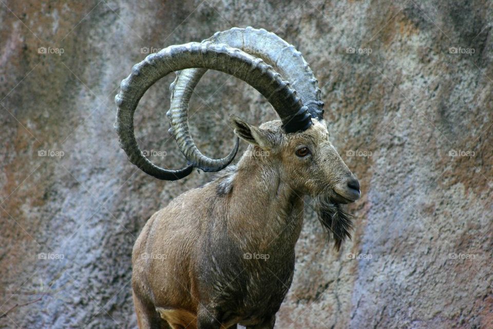 Nubian Ibex