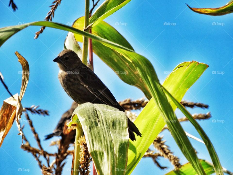Bird Perched In A Cornfield
