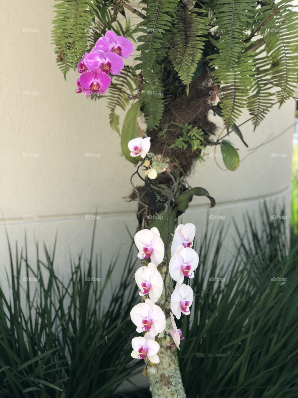 Orquídeas 