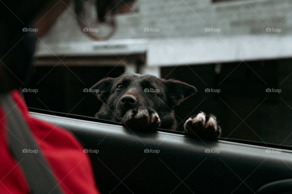 Dog Wants To Take The Wheel