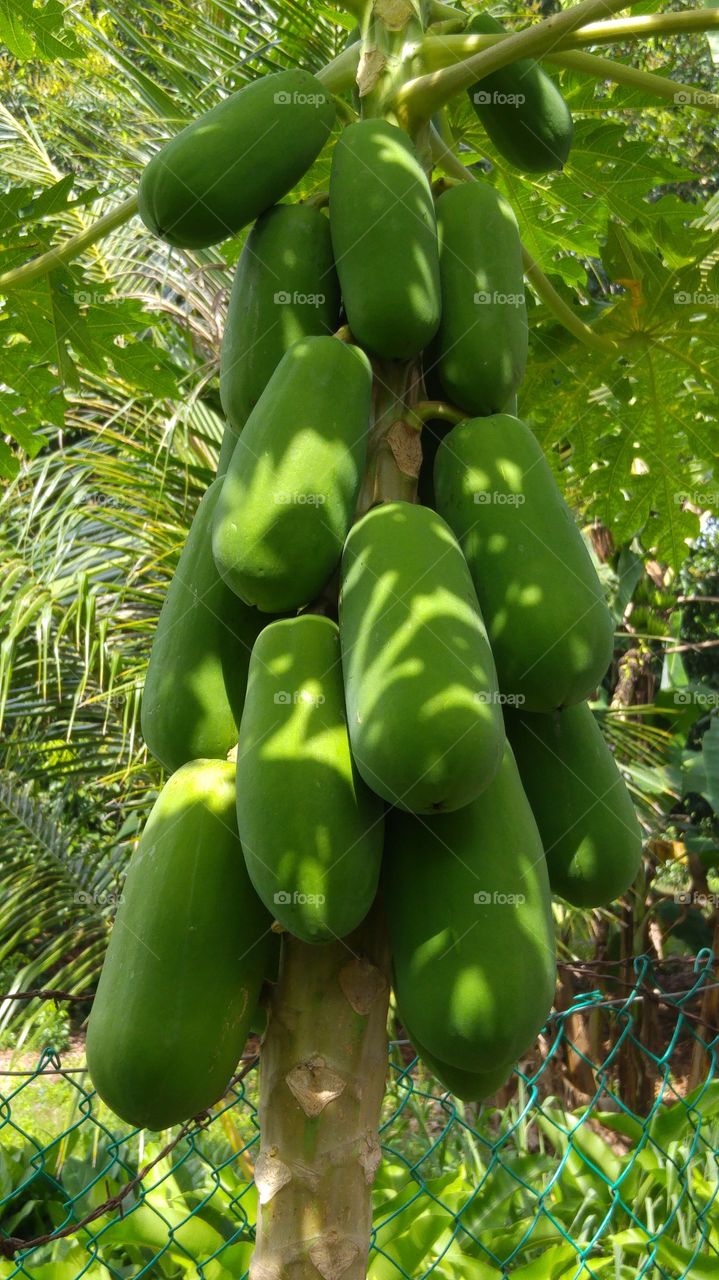 papaya hanging hooter..size40b