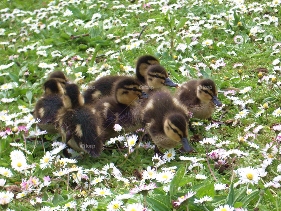 Ducklings