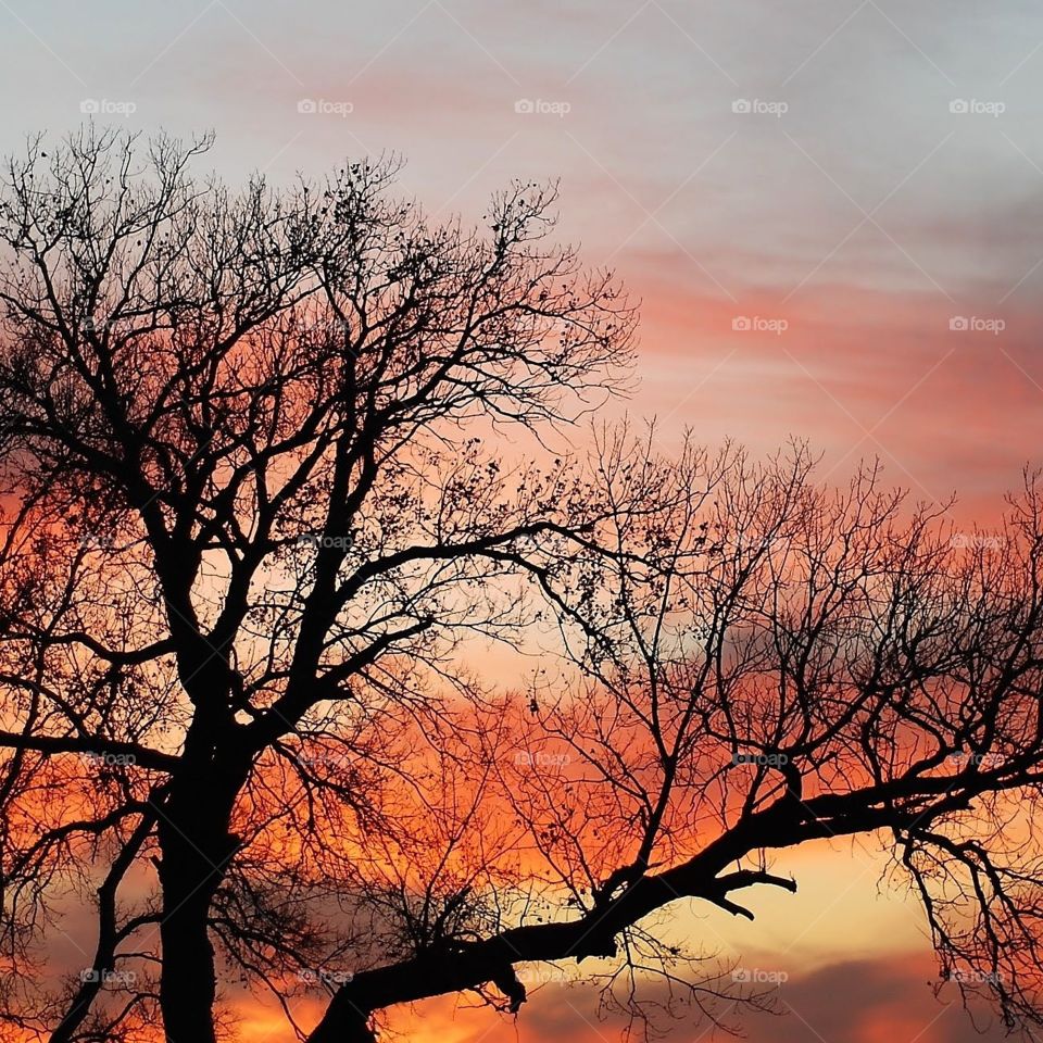 out of africa kansas