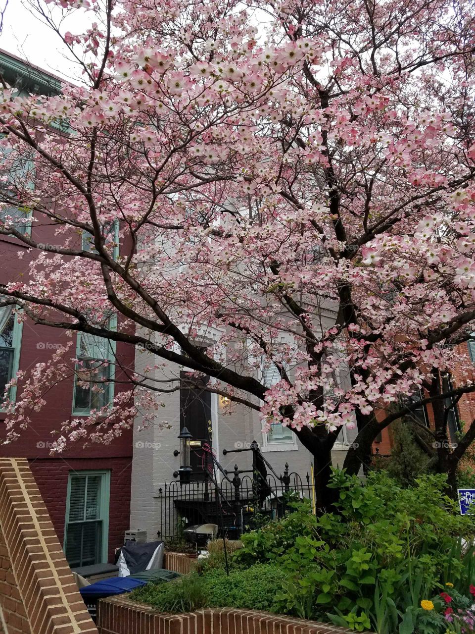 A tree in bloom in front of a historic home in the Capitol Hill neighborhood of Washington, DC. Photo taken April 2018.