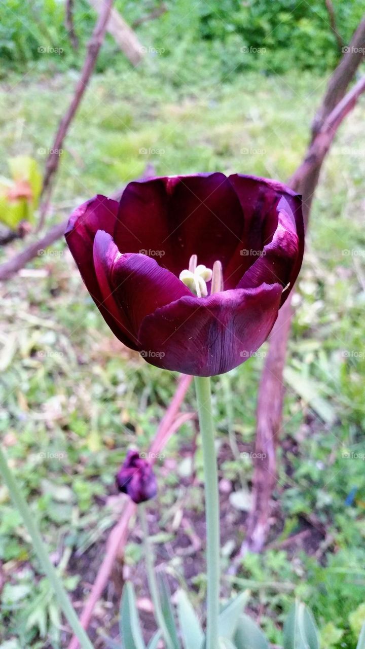 purple tulip, symbol of royality, power, luxury and serenity.