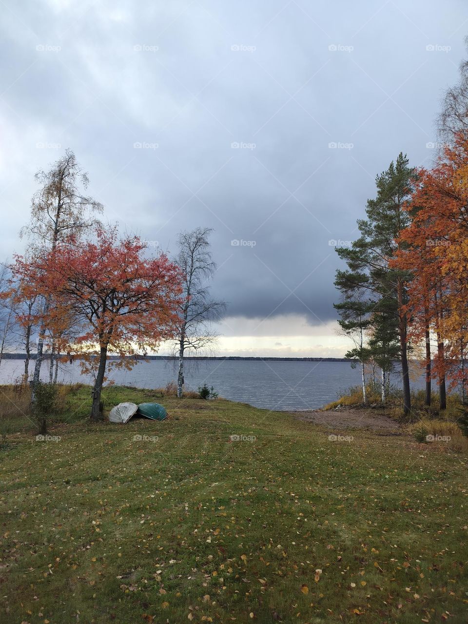 colorful trees