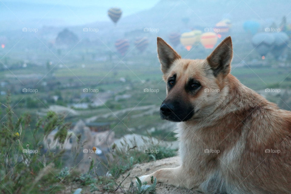 The dog and the ballons