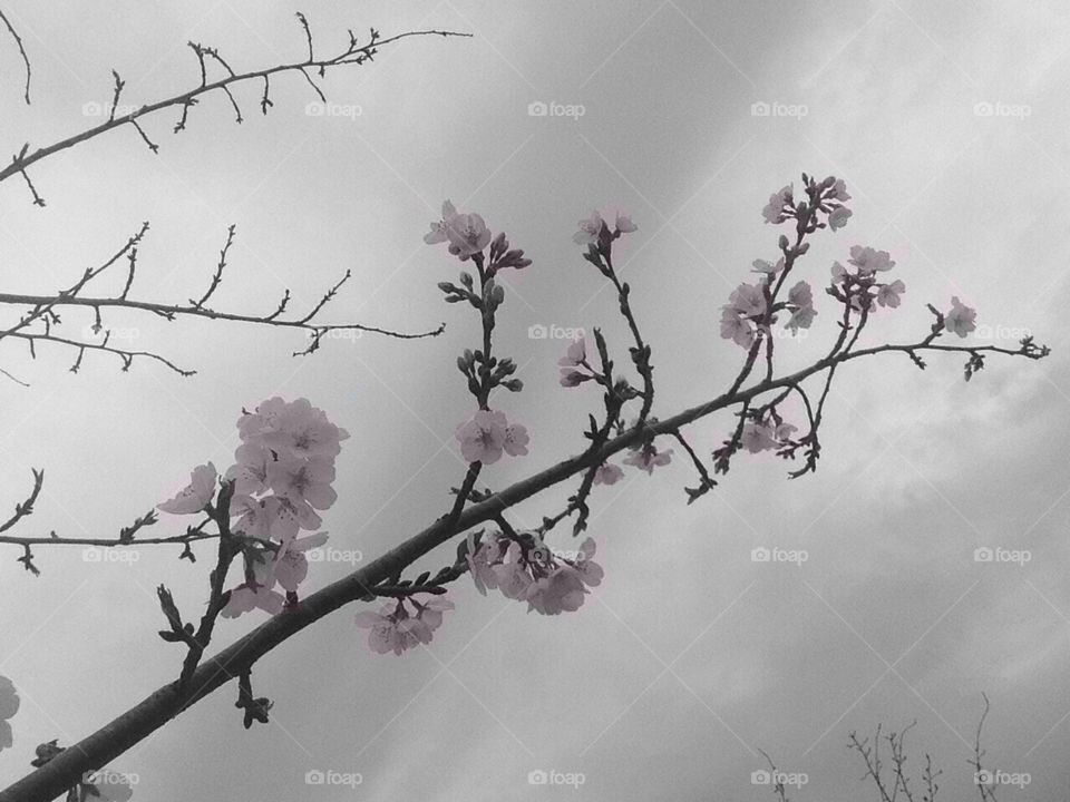 Cloudy Blossoms. Cherry tree blooms on a cloudy spring day.