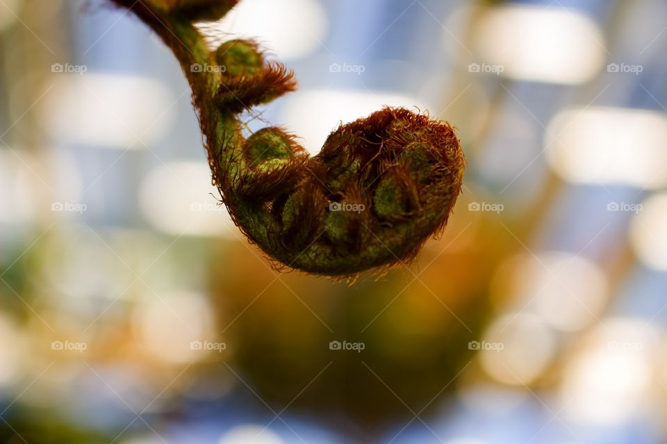 Fiddlehead