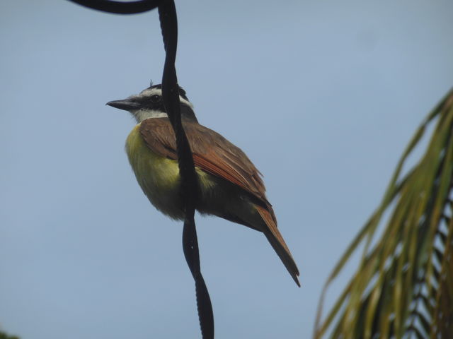 exotic bird