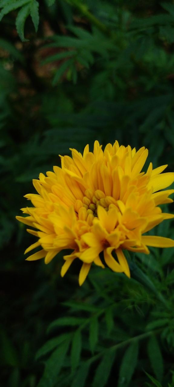 naturelove, beautiful flower, yellow love, green love