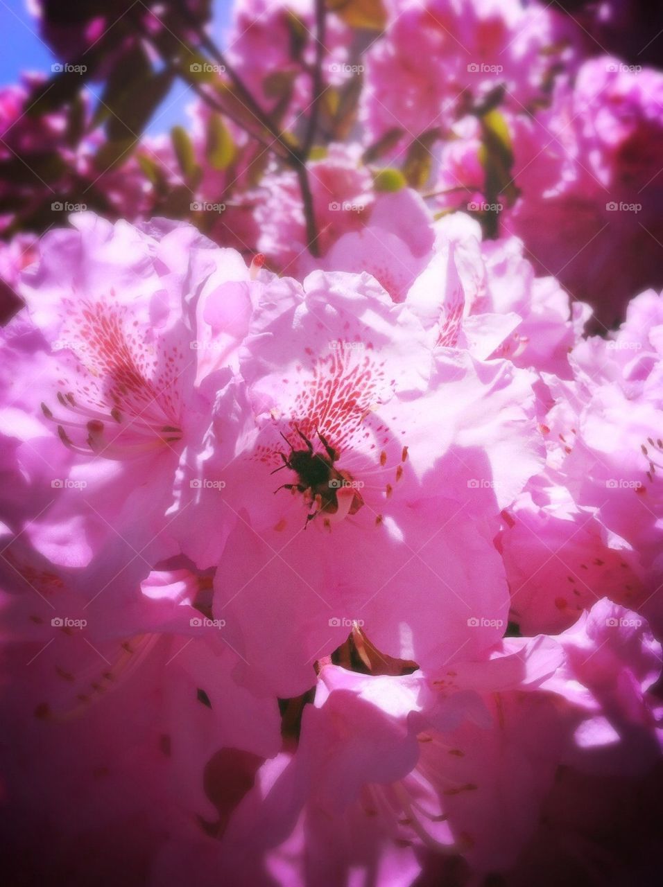 Spring Pollination