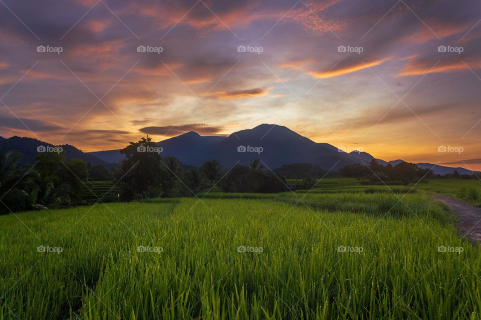 morning at rice fields