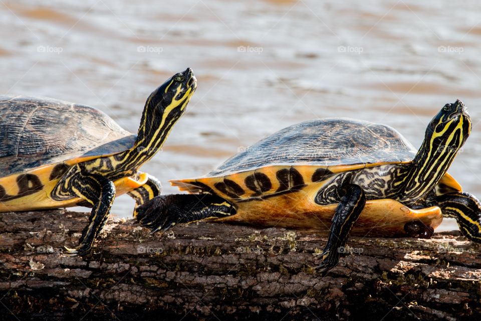 Turtles on a log