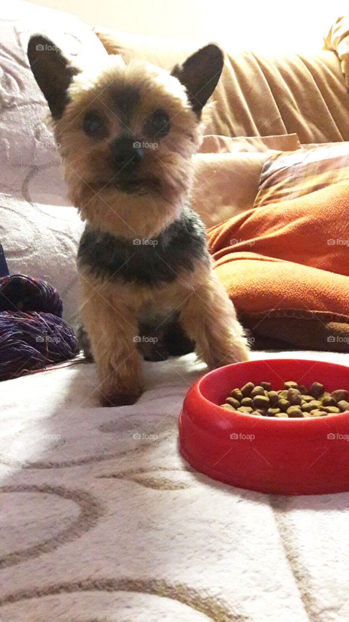 No Person, Dog, Pet, Mammal, Cute