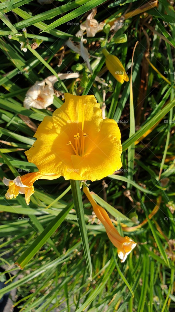 yellow flower blooming