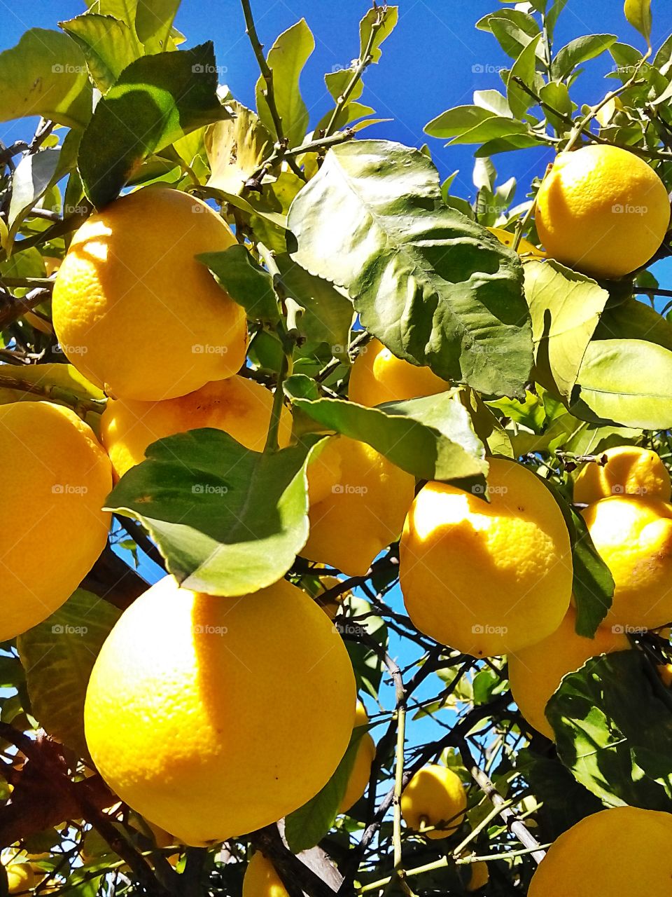 Lemon tree. Lemon tree 