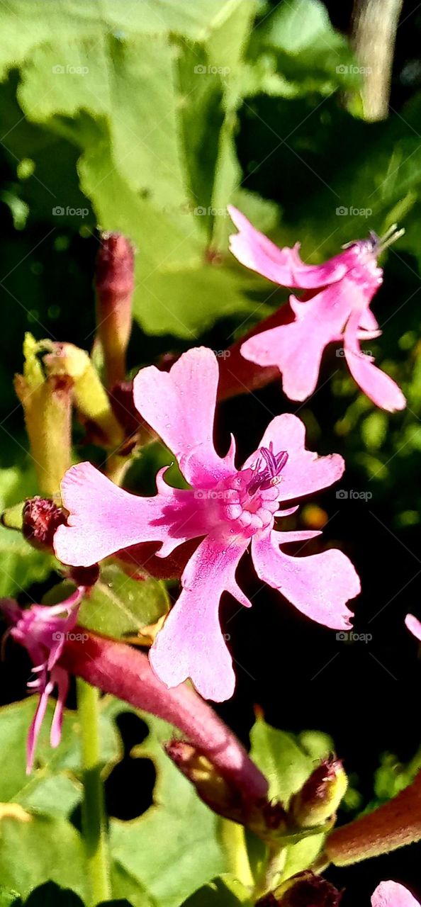 Silene aegyptiaca