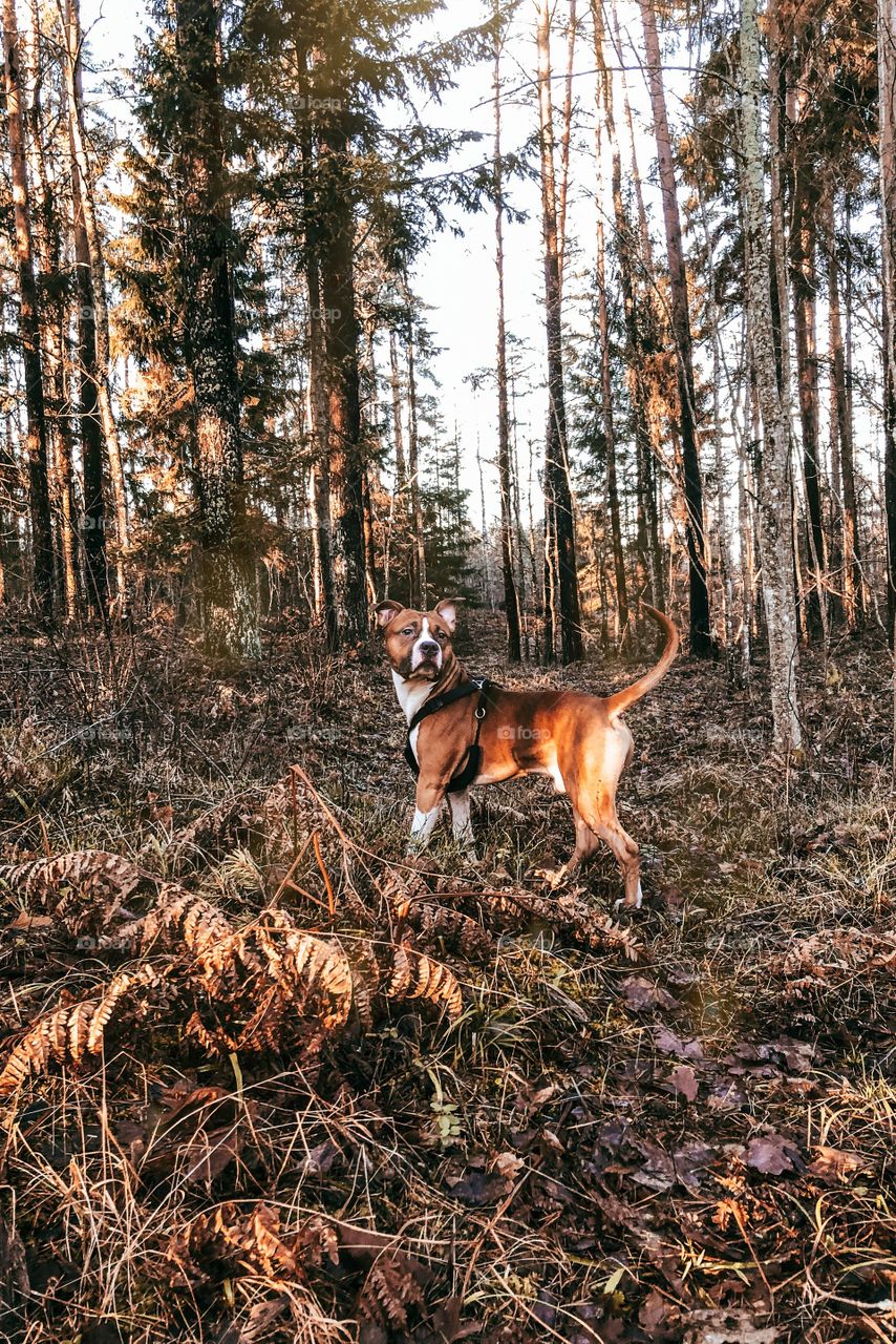 Beautiful dog watching birds in the forest