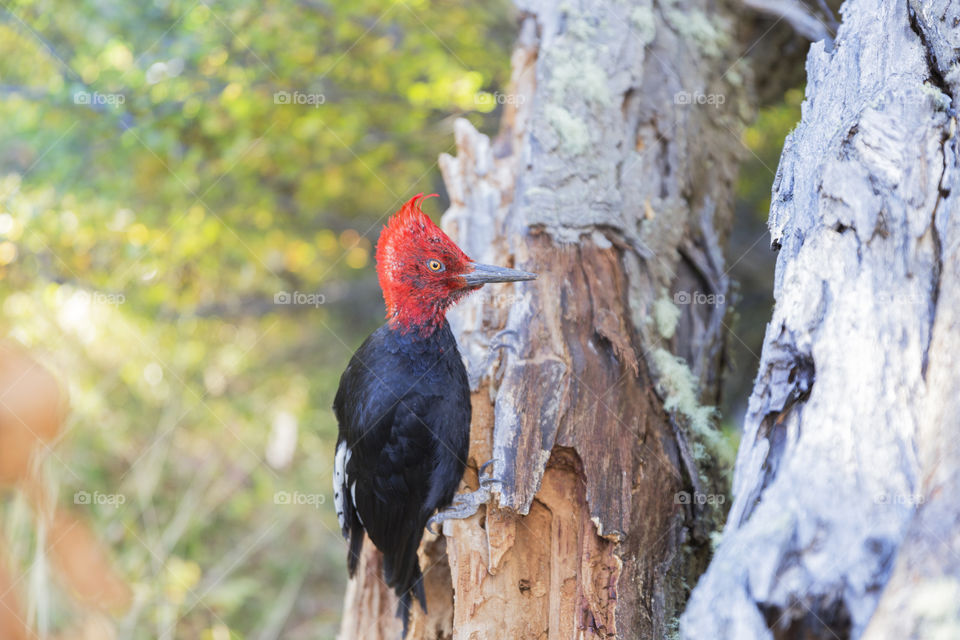 Beautiful bird.