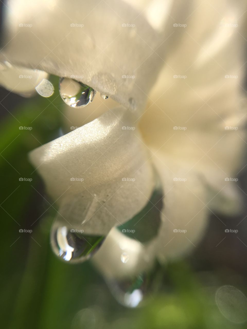 lily waterdrop