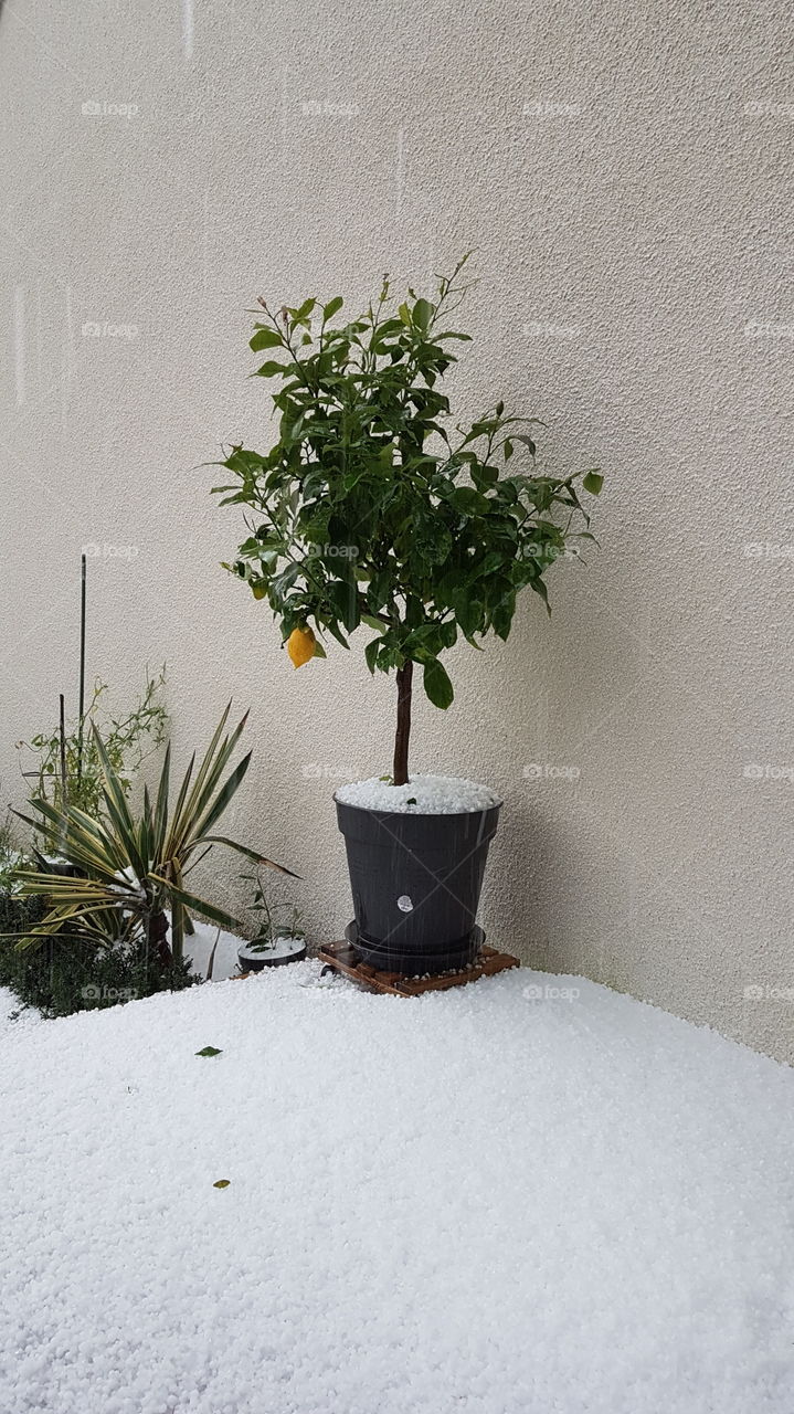 Lemon tree in hail storm