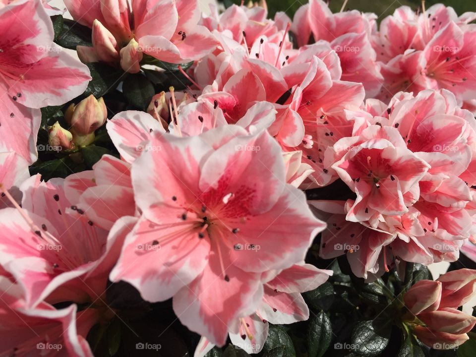 Pink flowers