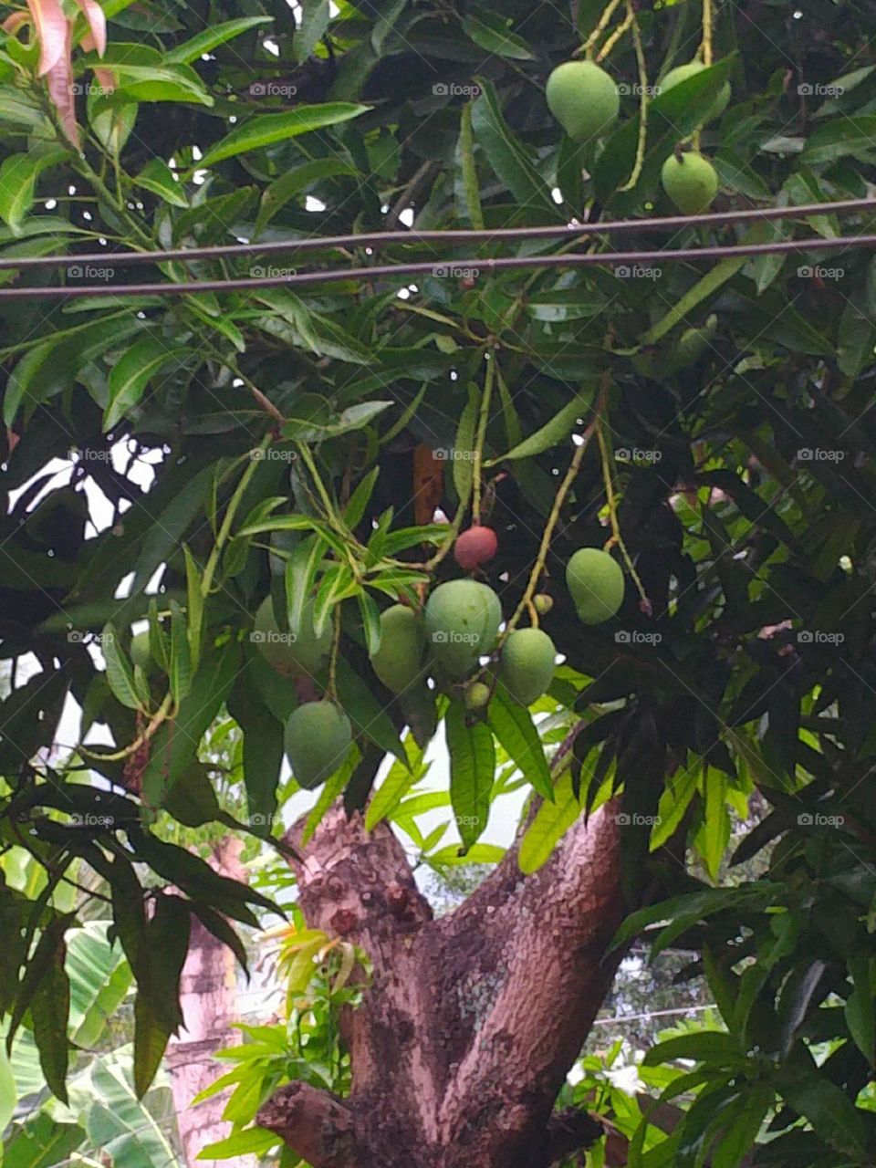 Mango Tree Philippines