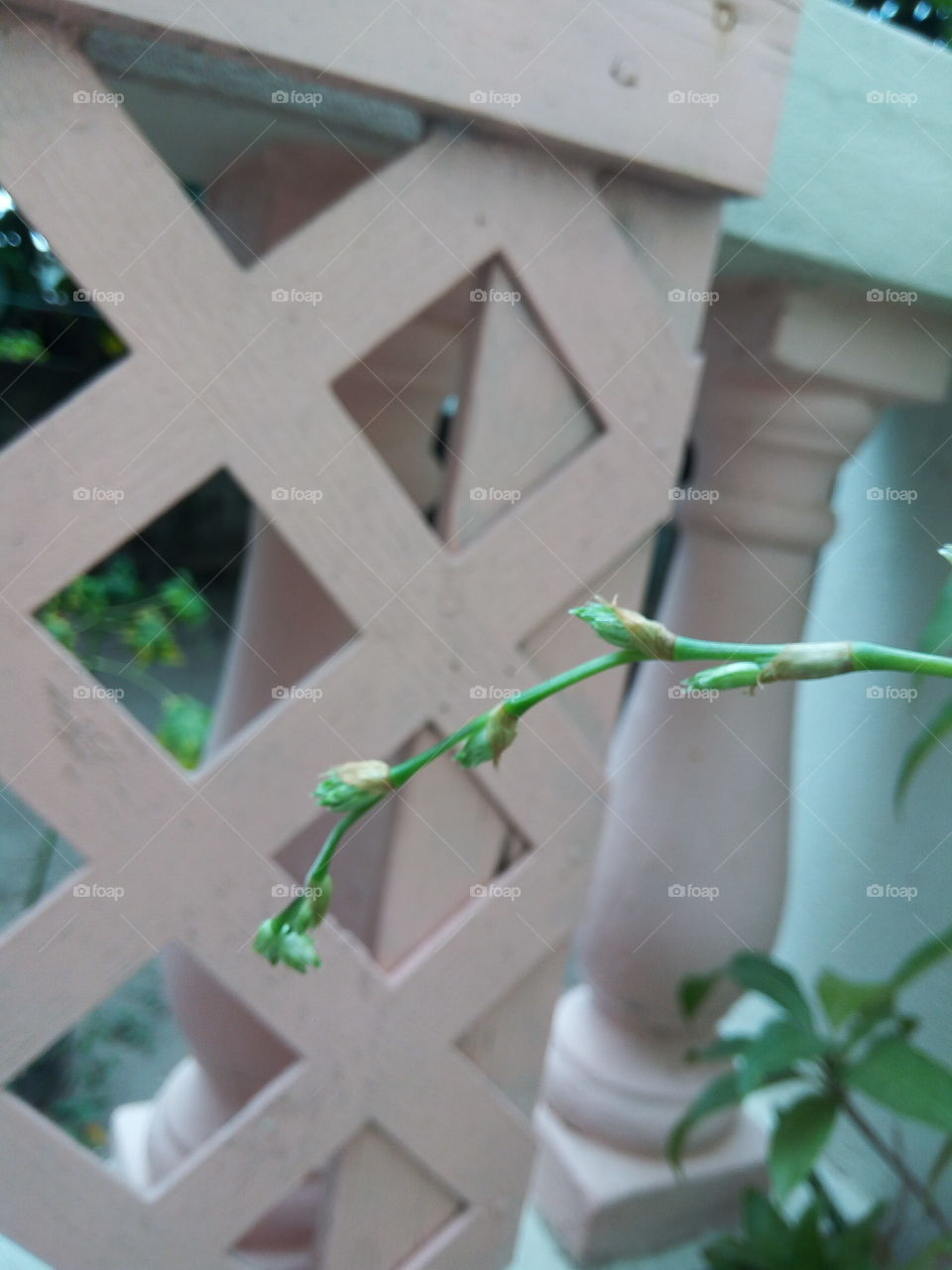 No Person, Nature, Family, Architecture, Wood