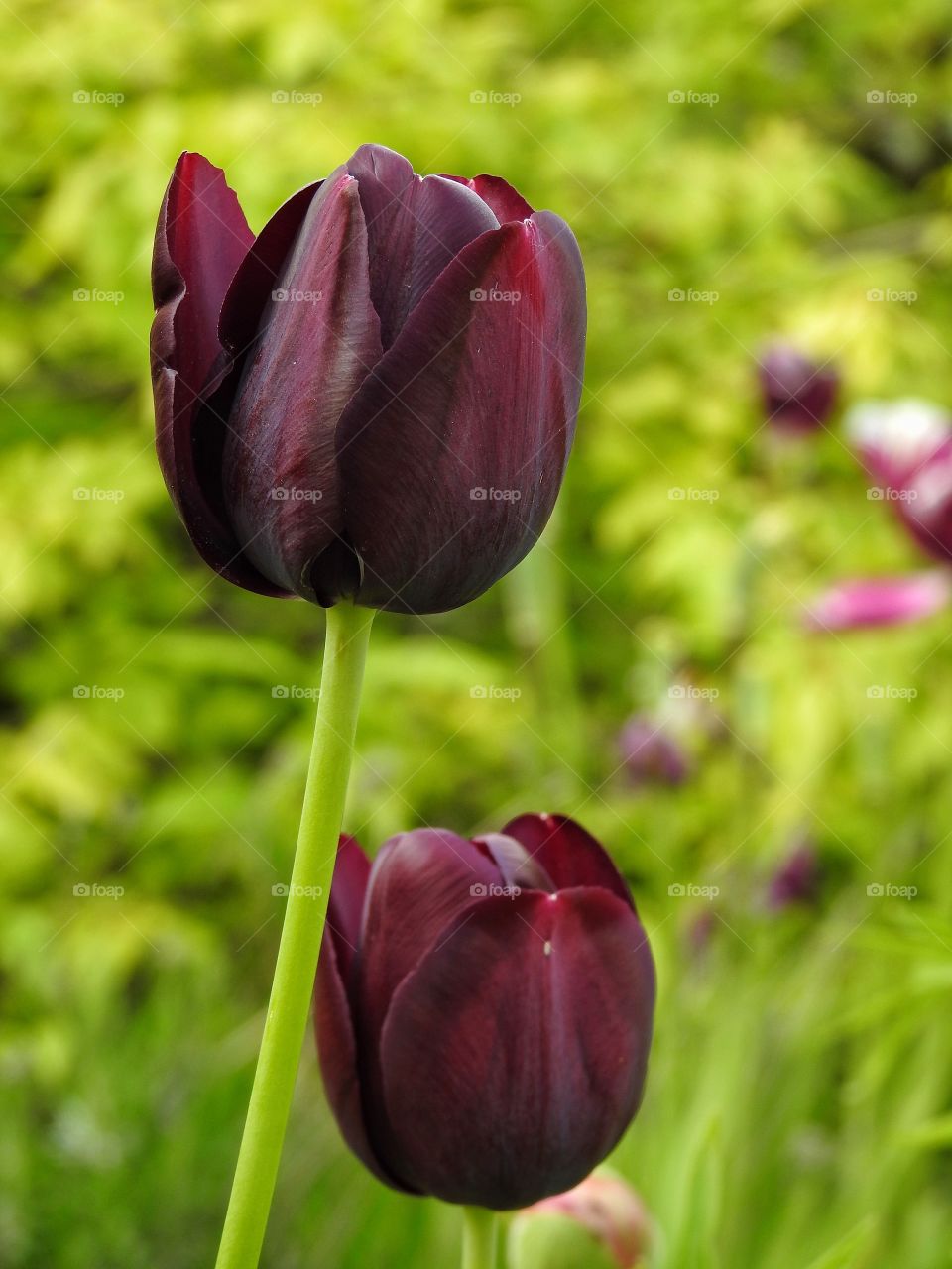 Close-up of tulips