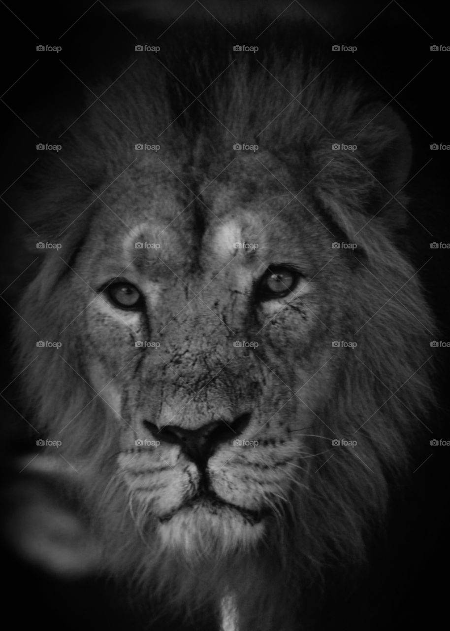 Animals, lion, cat, wild, head, mane, eyes, monochrome
