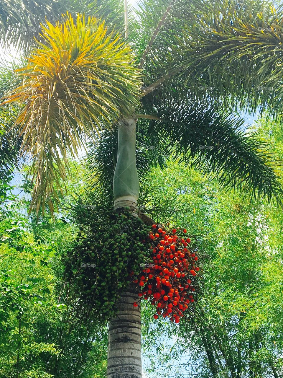 Berry Palm tree