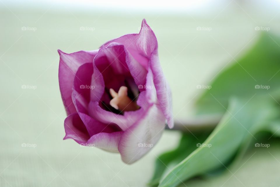 Tulip