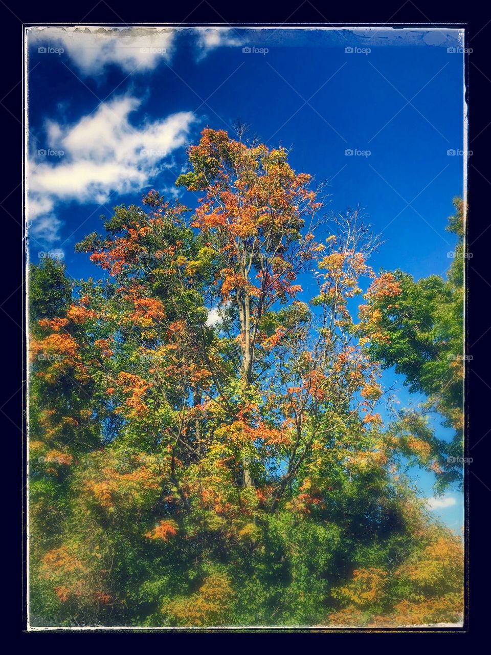 Autumn Beauty 