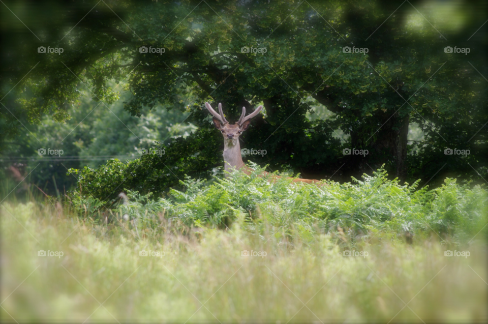 nature country wildlife deer by gaillewisbraznell