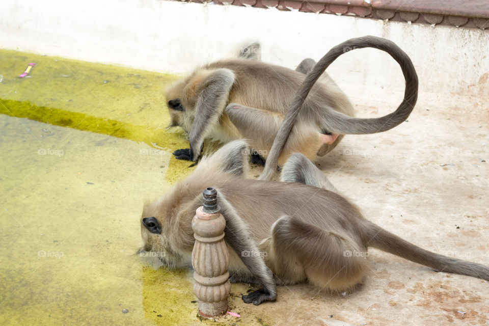 two monkey drinking water in old city