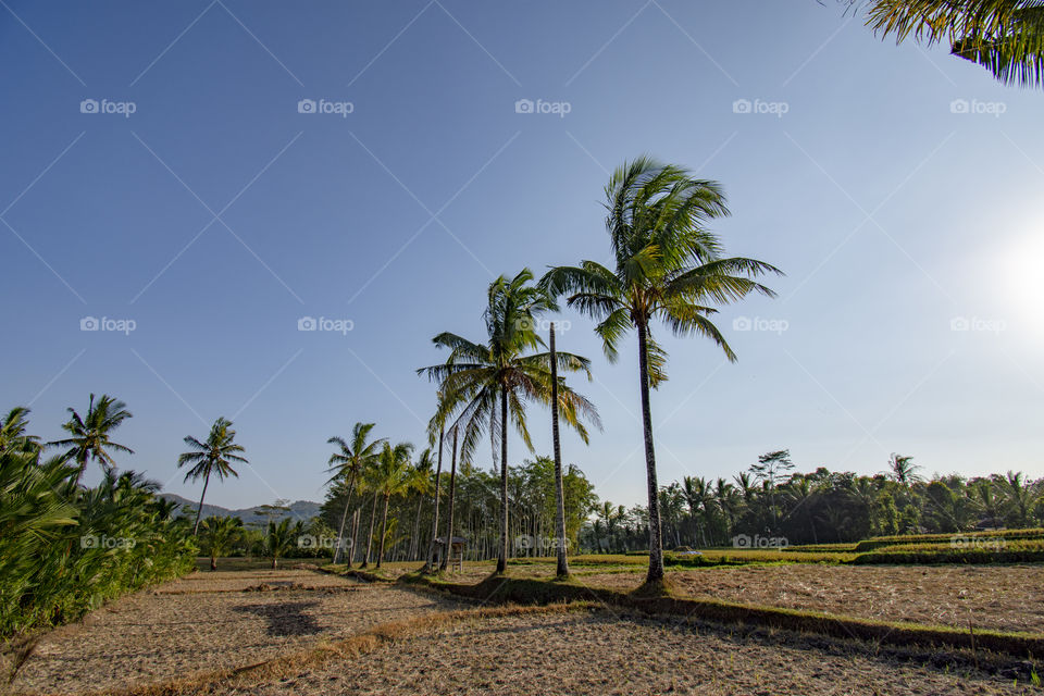rice fields and coconut trees