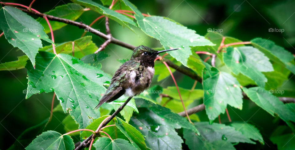 Closeup of hummingbird wet on rainy day with leaves
