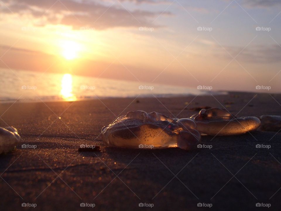 A jellyfish called Wända