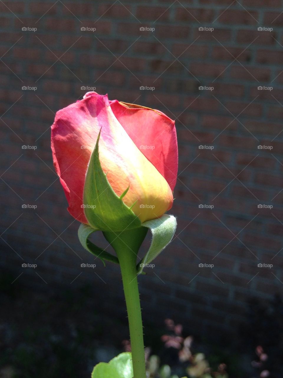 Rose bud