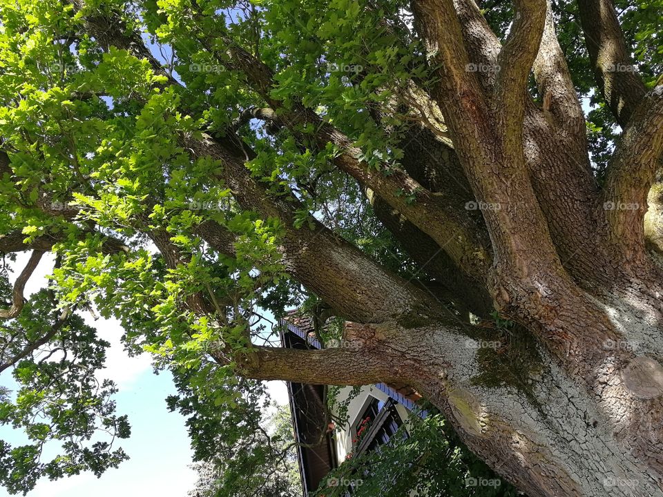 Big german oak with green leaves