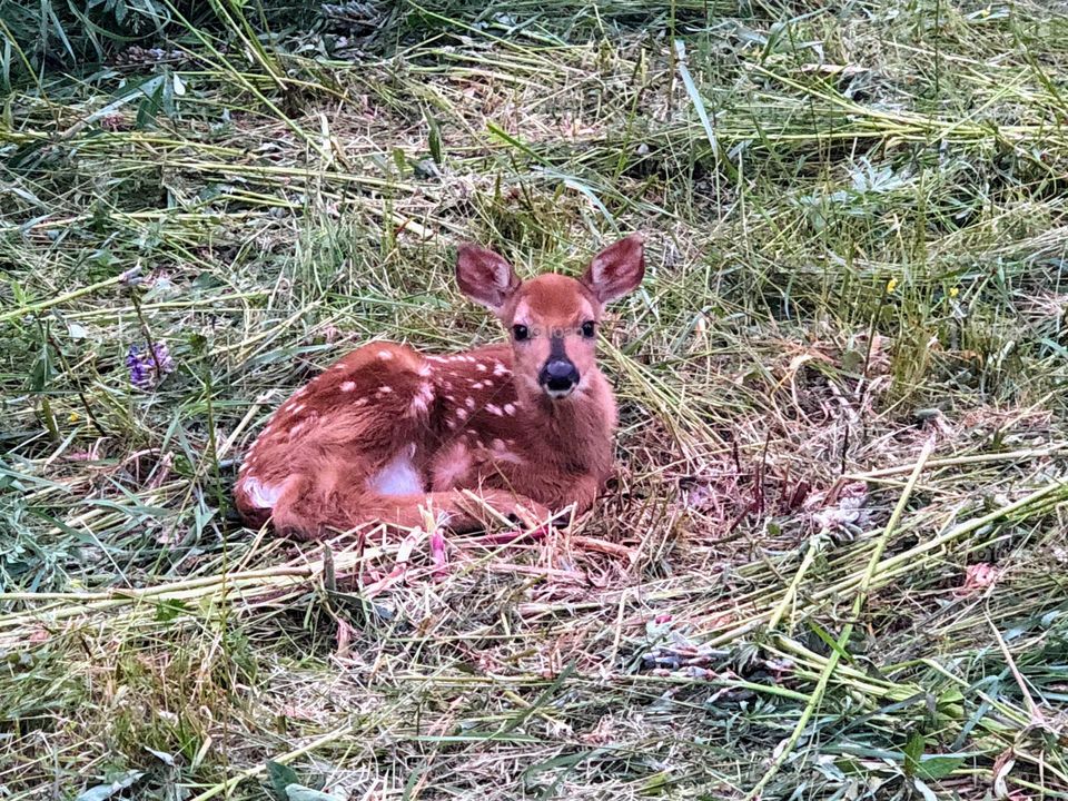 Close up of deer baby bambi fawn lying on the grass alone and watching to the camera