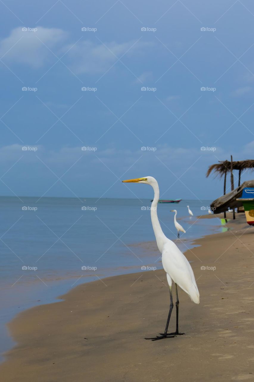Great Egret spotted in action at Thalaimannar beach, Sri Lanka. Patrolling the beach in flocks.