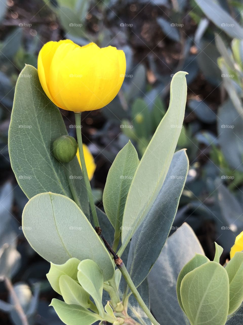 Yellow poppy