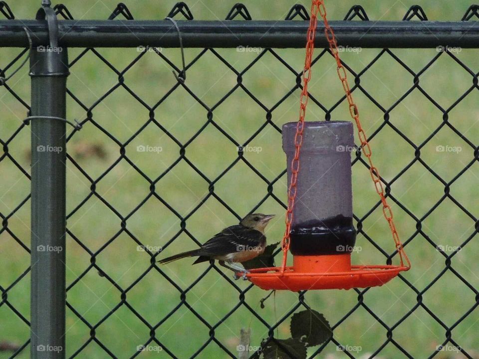 Baltimore Oriole