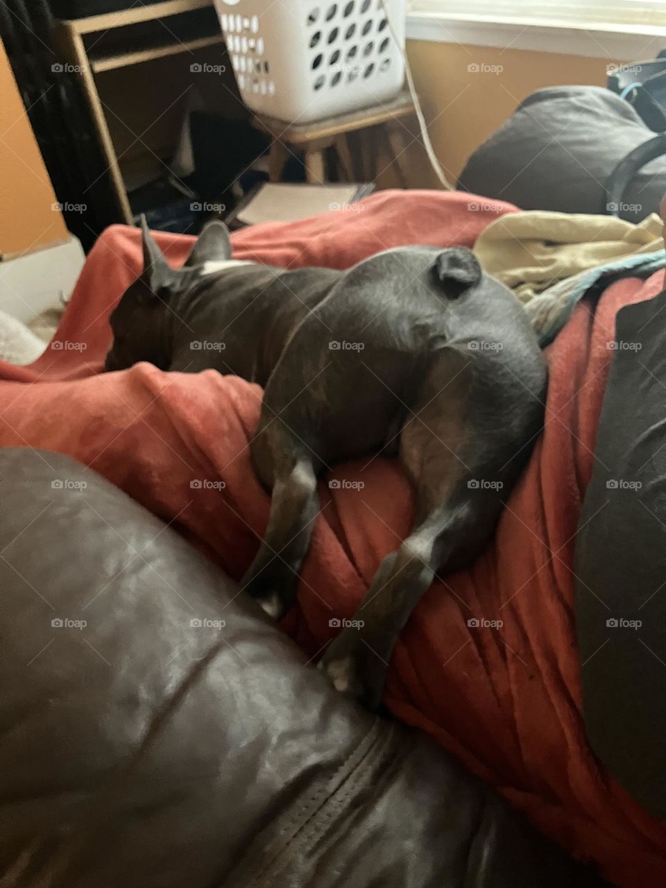 Classic Frenchie pose! Legs splayed out front and back, butt pointed in the air, and resting on his favourite human’s lap. And a beautiful chunky butt it is! The puppy, of course!!